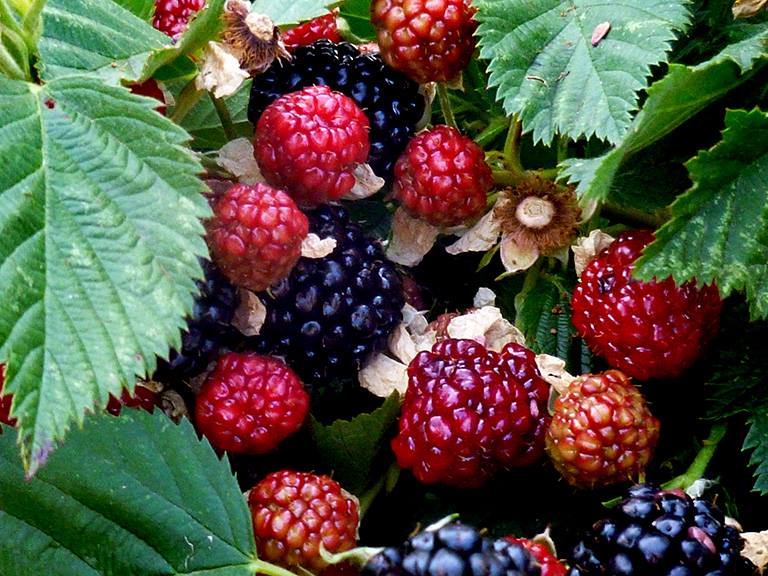 nancyburnsberries